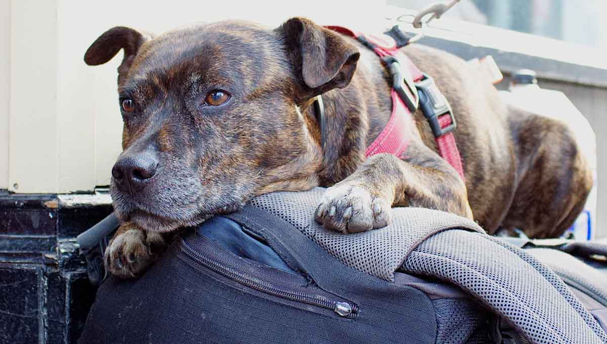 How can you support a Homeless Person and their Dog in the Hot Weather? HrZUGueE 001 - How can you support a Homeless Person and their Dog in the Hot Weather?