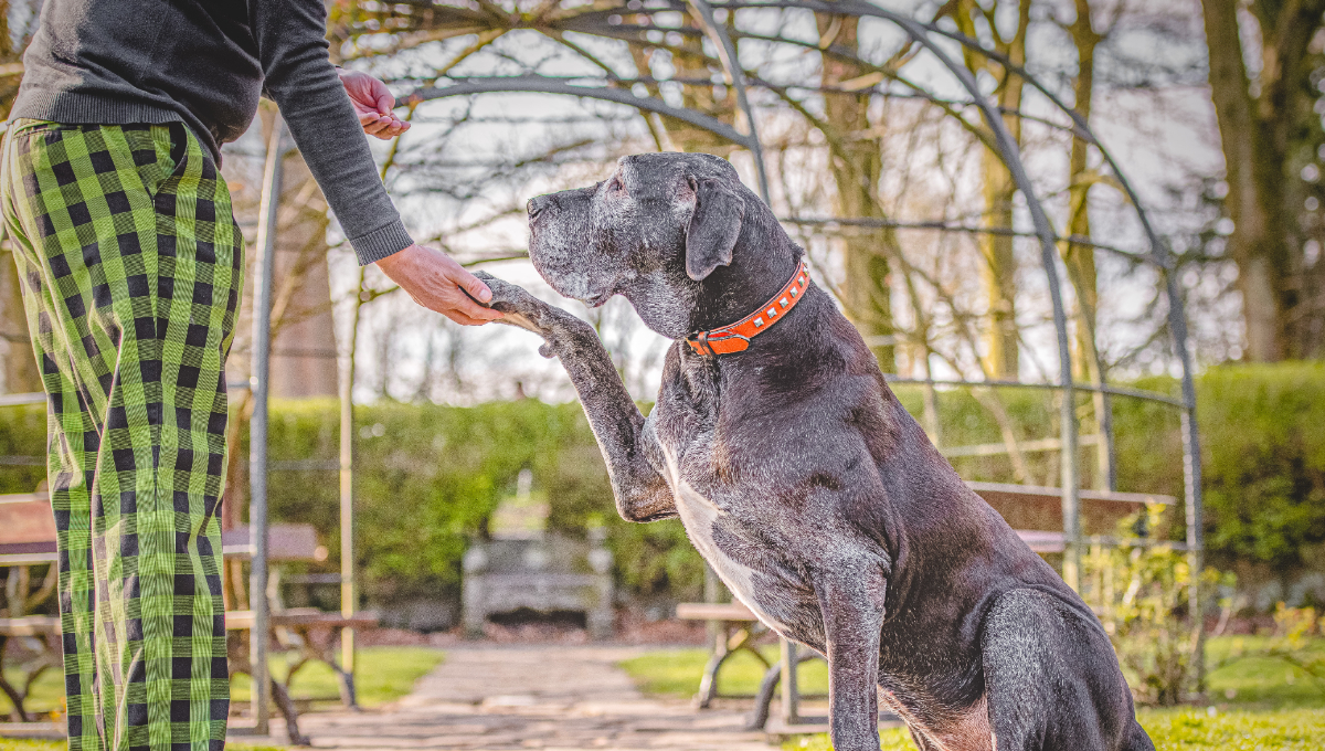 Can you Teach an Old Dog New Tricks? Blog Posts 1200 x 680 2 - Can you Teach an Old Dog New Tricks?