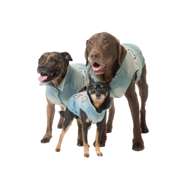 funky dog accessories