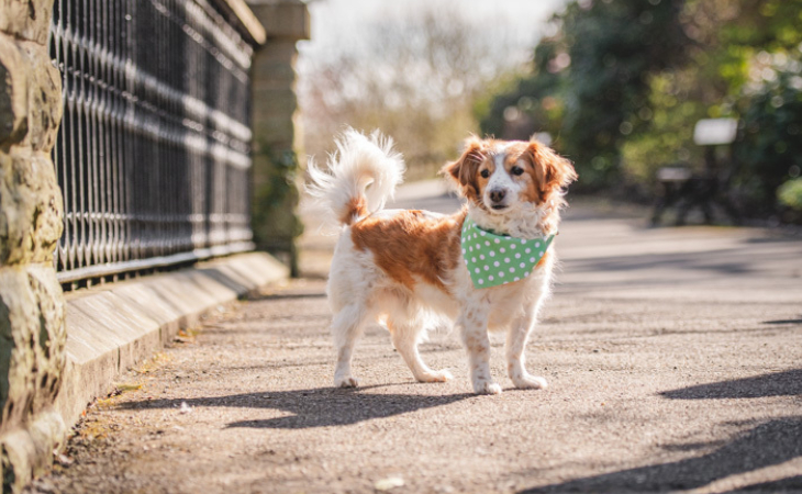 Bandana