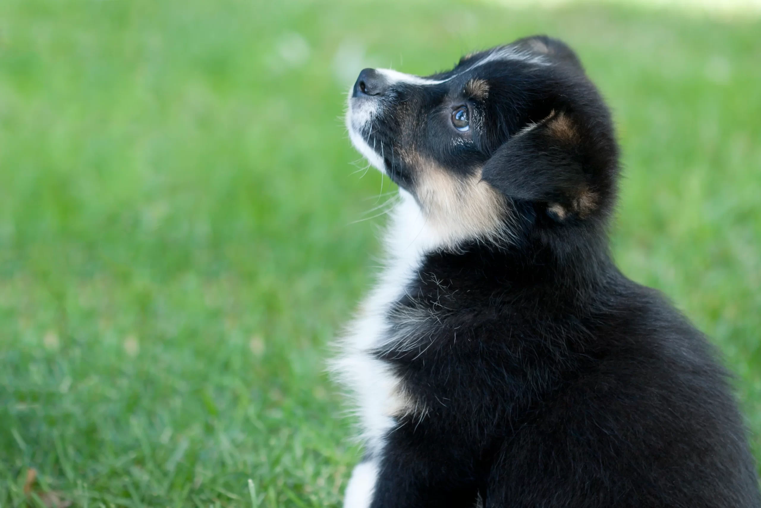 Auggie dog sales