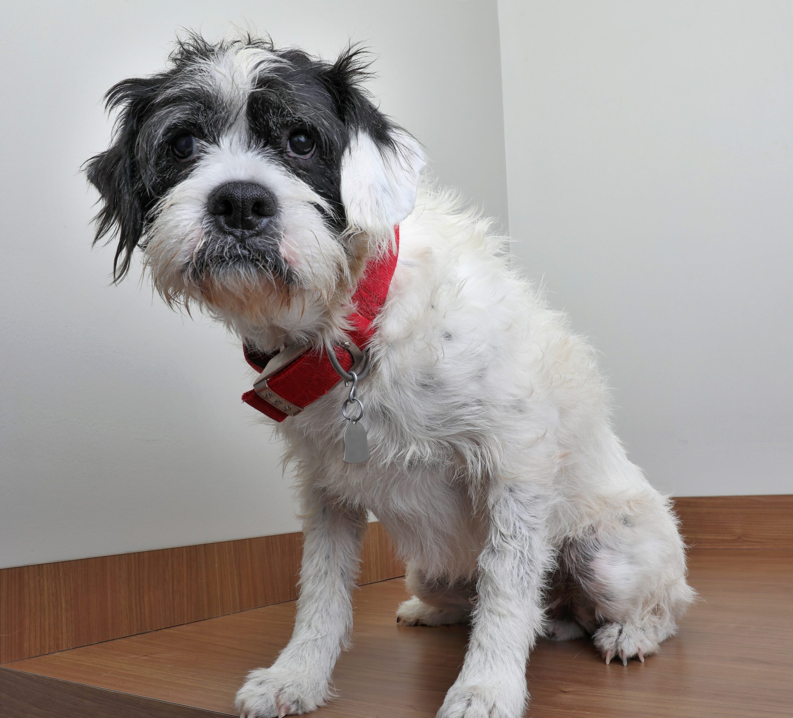 Boxerdoodle Dog Breeds PawBlog FunkyPaw