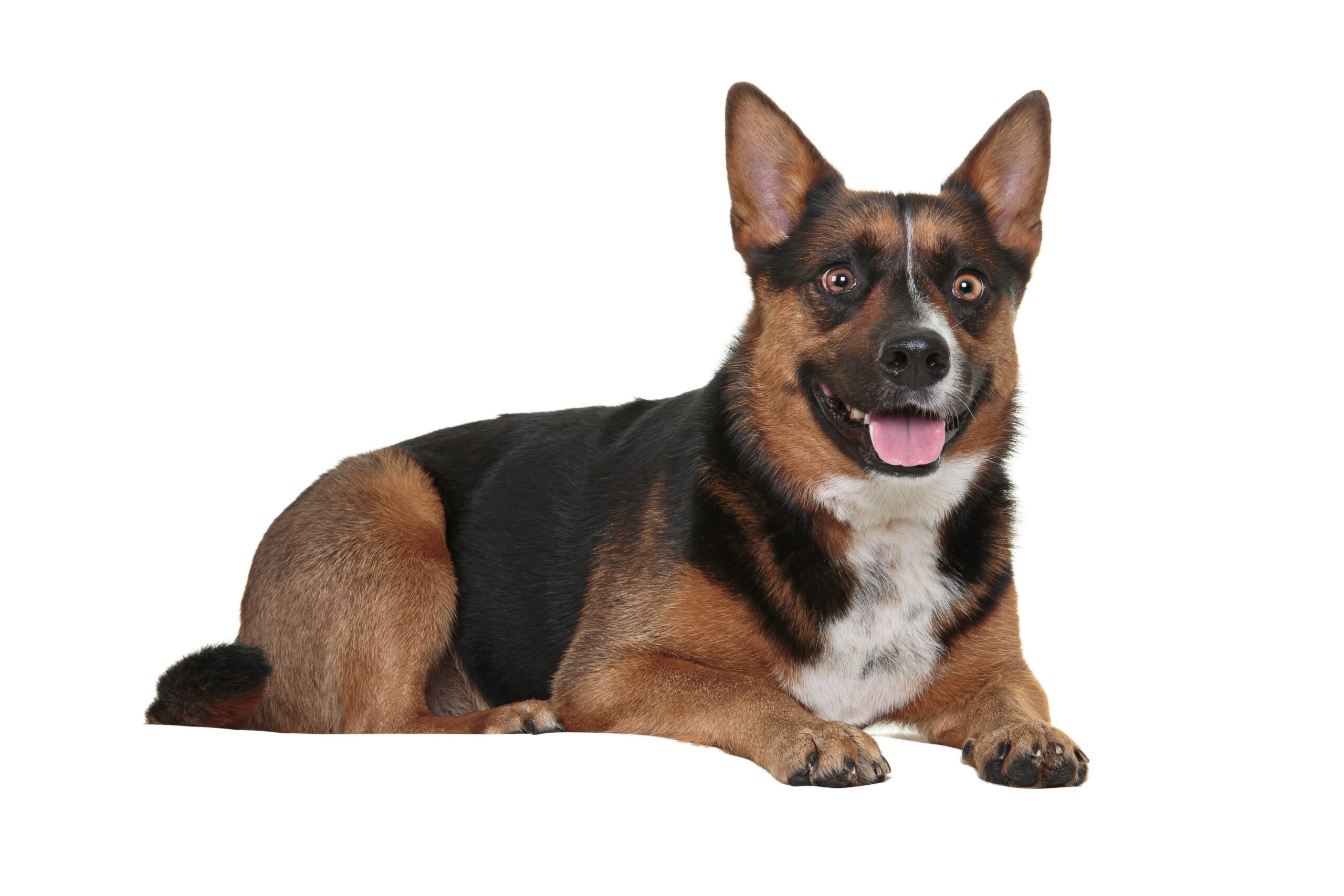 Corman Shepherd Dog Breeds PawBlog FunkyPaw