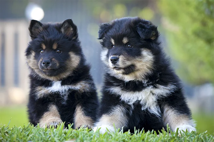 Finnish Lapphund puppiesblack 7 - Finnish Lapphund