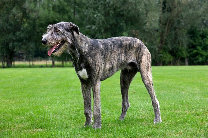 Irish Wolfhound 2 3qstance - Irish Wolfhound