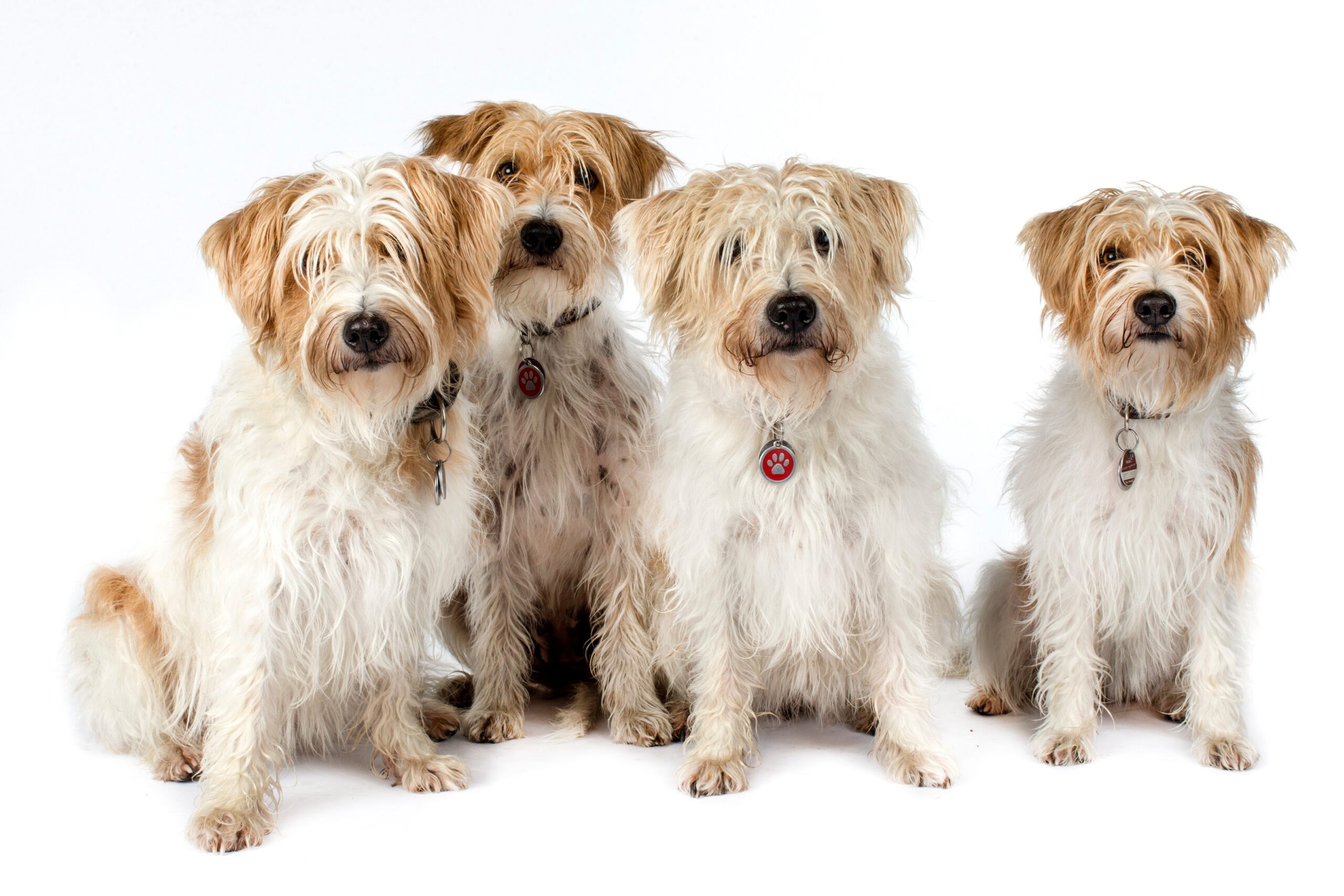 Kromfohrlander dog hot sale