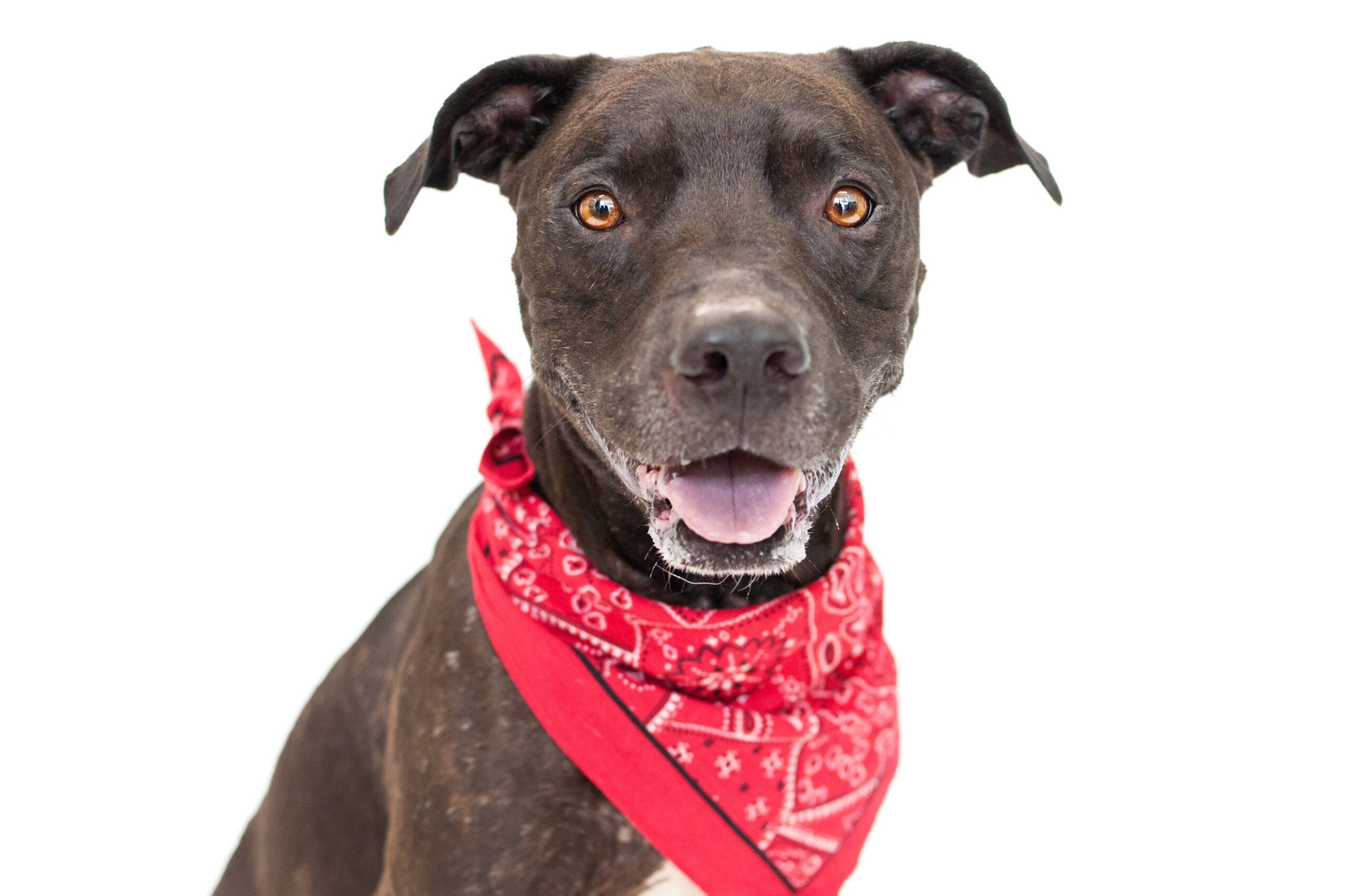 Labrabull Dog Breeds PawBlog FunkyPaw