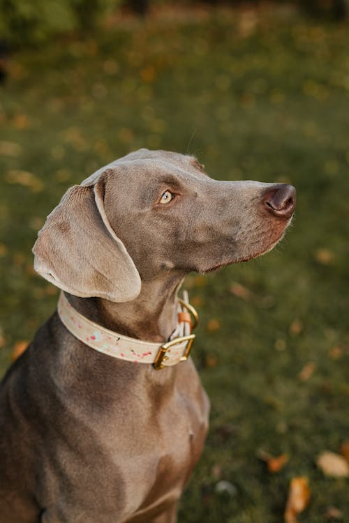 Tips On Getting Your Pooch The Right Insurance dog insurance - Tips On Getting Your Pooch The Right Insurance